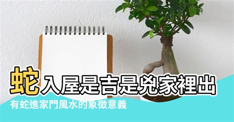 有蛇入屋 風水|四腳蛇風水吉凶預測